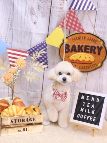 20240906ポコちゃん